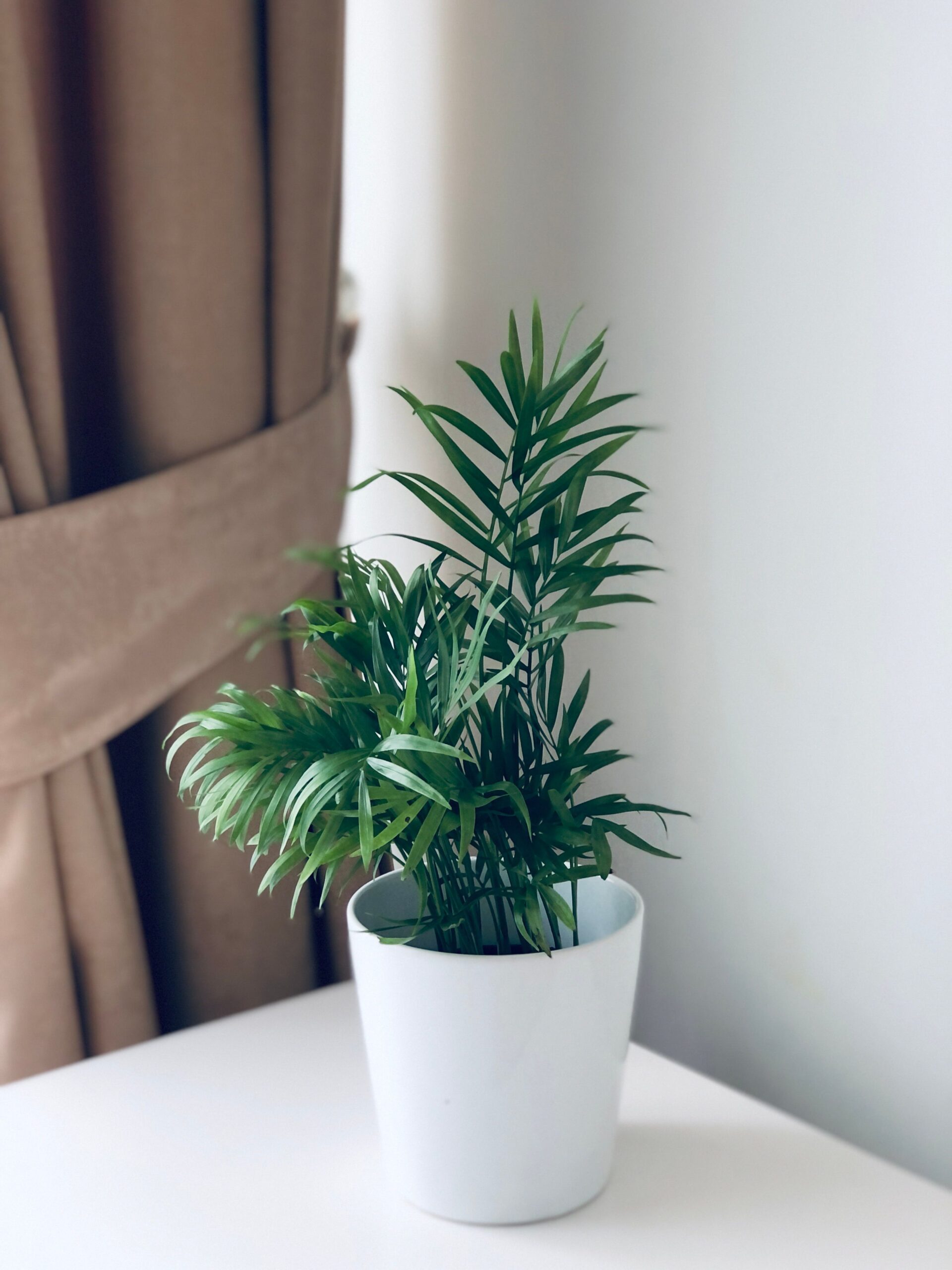 BAMBOO PALM