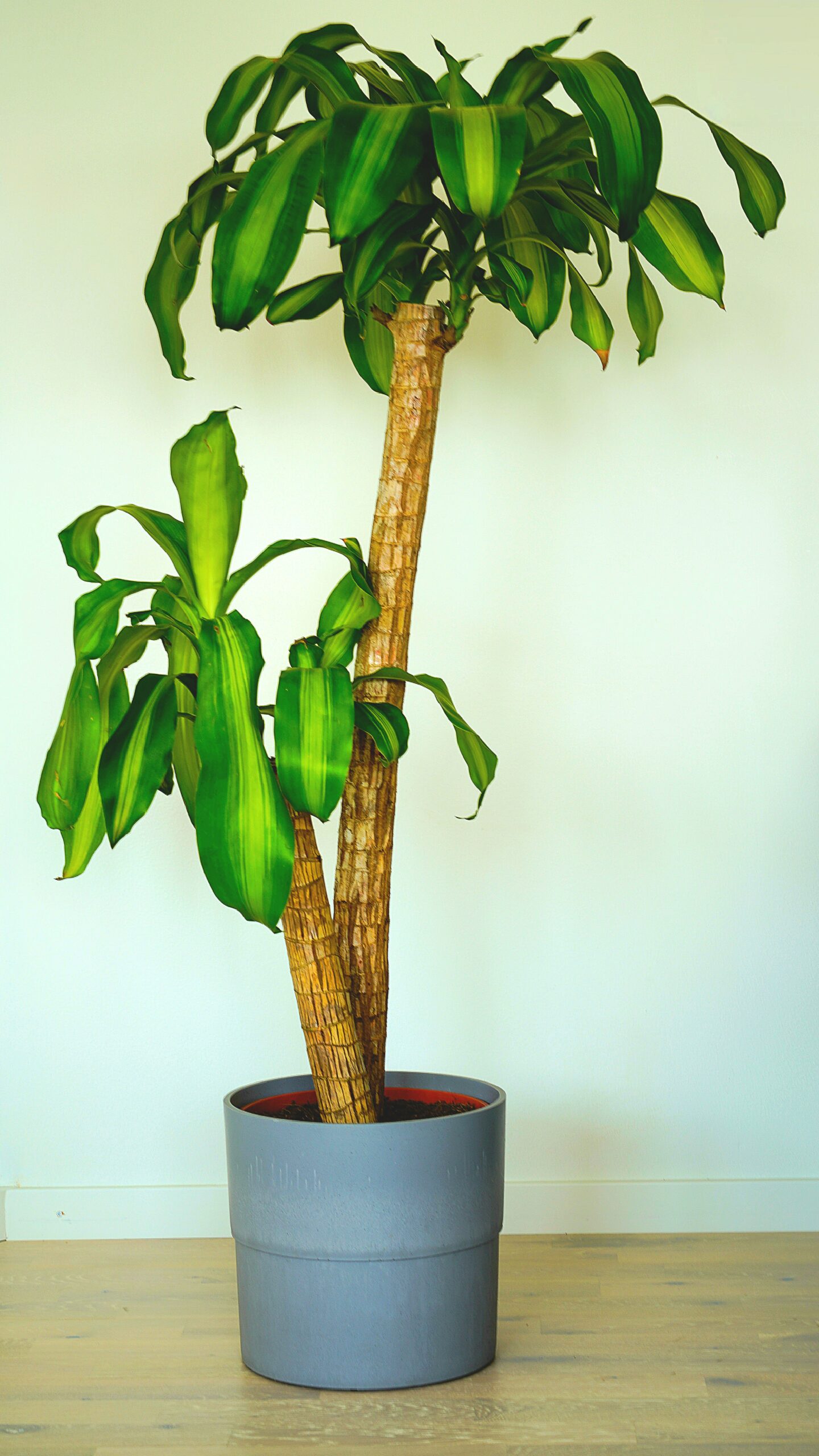 DRACAENA MASSANGEANA