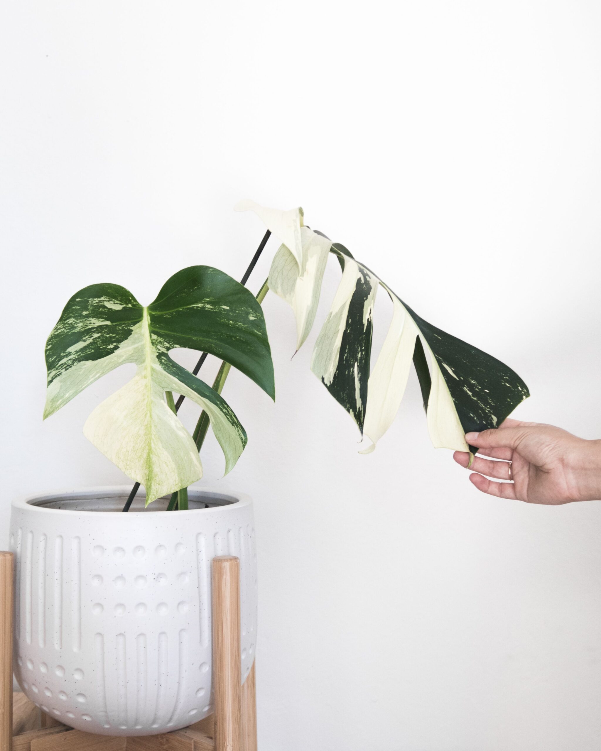 VARIEGATED MONSTERA
