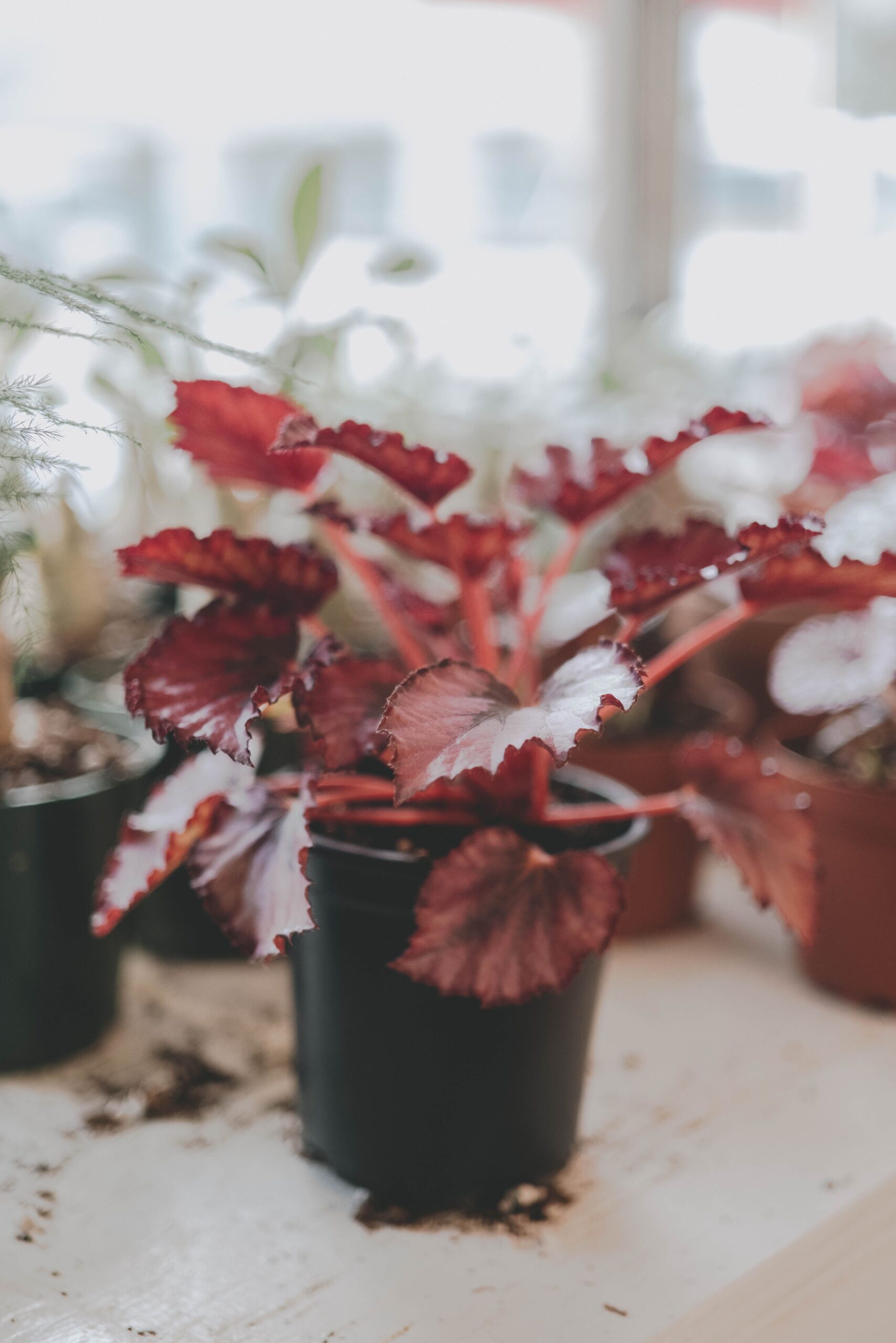 BEGONIA REX