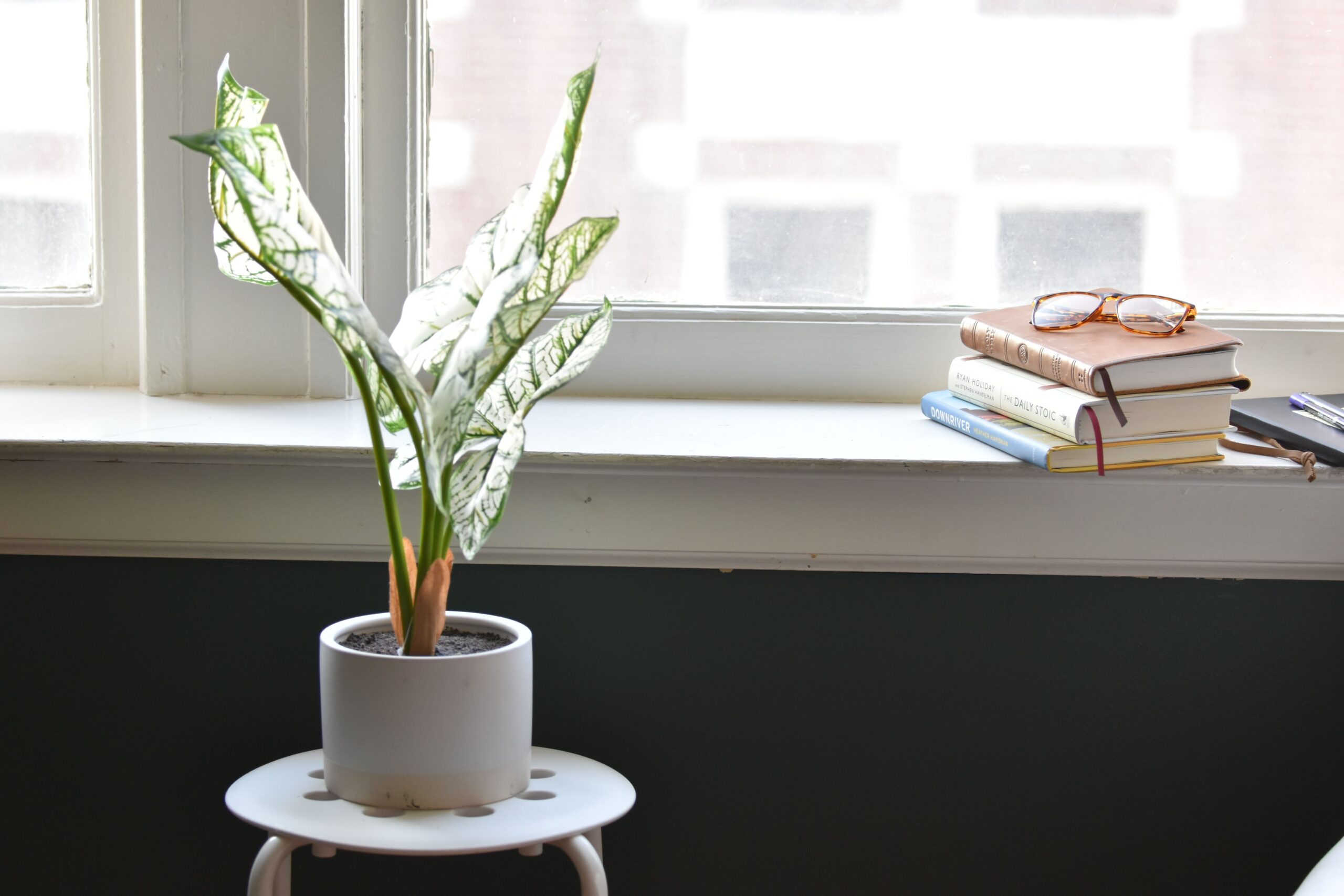 CALADIUM
