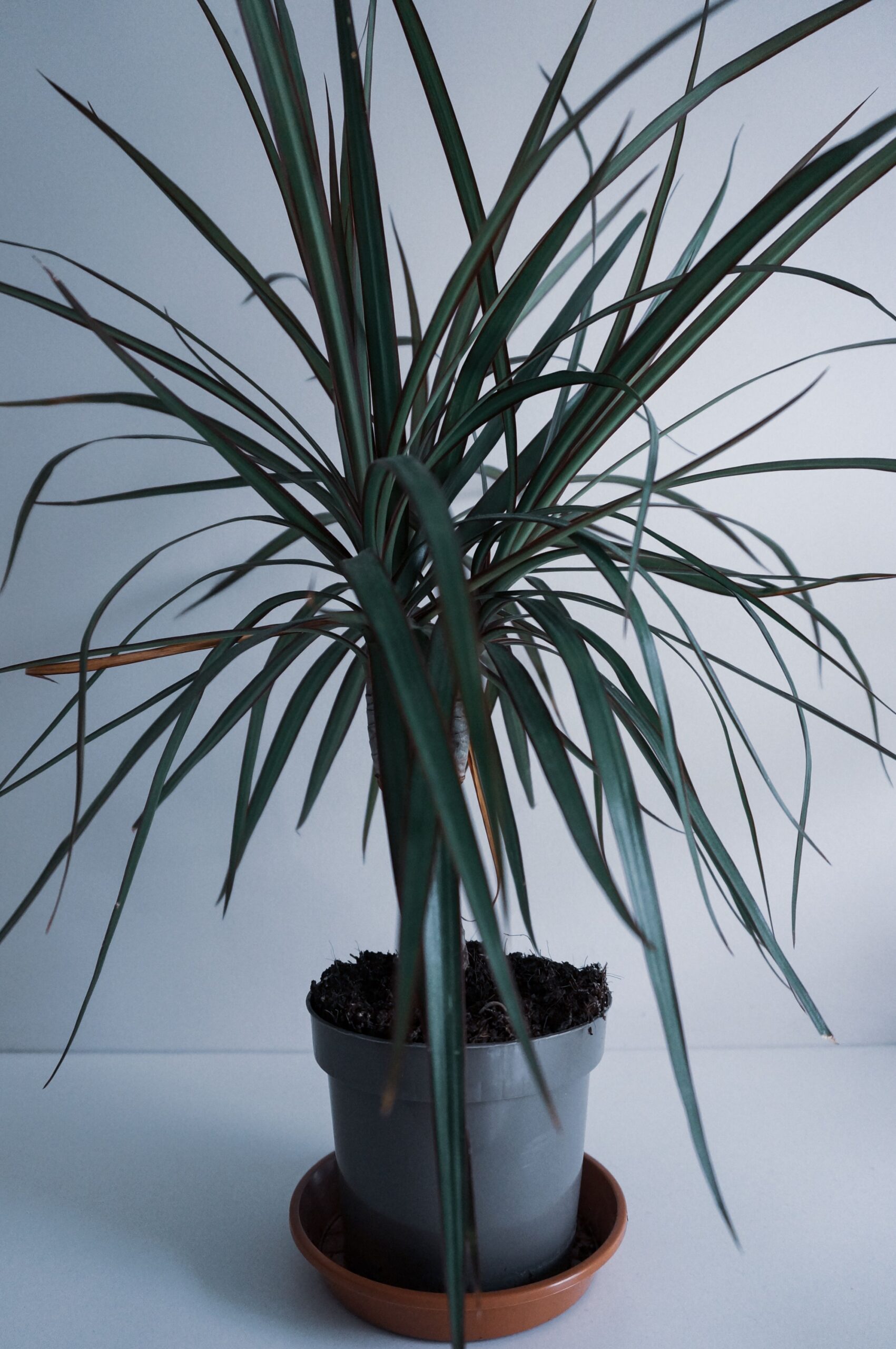 DRACAENA MARGINATA TRICOLOR