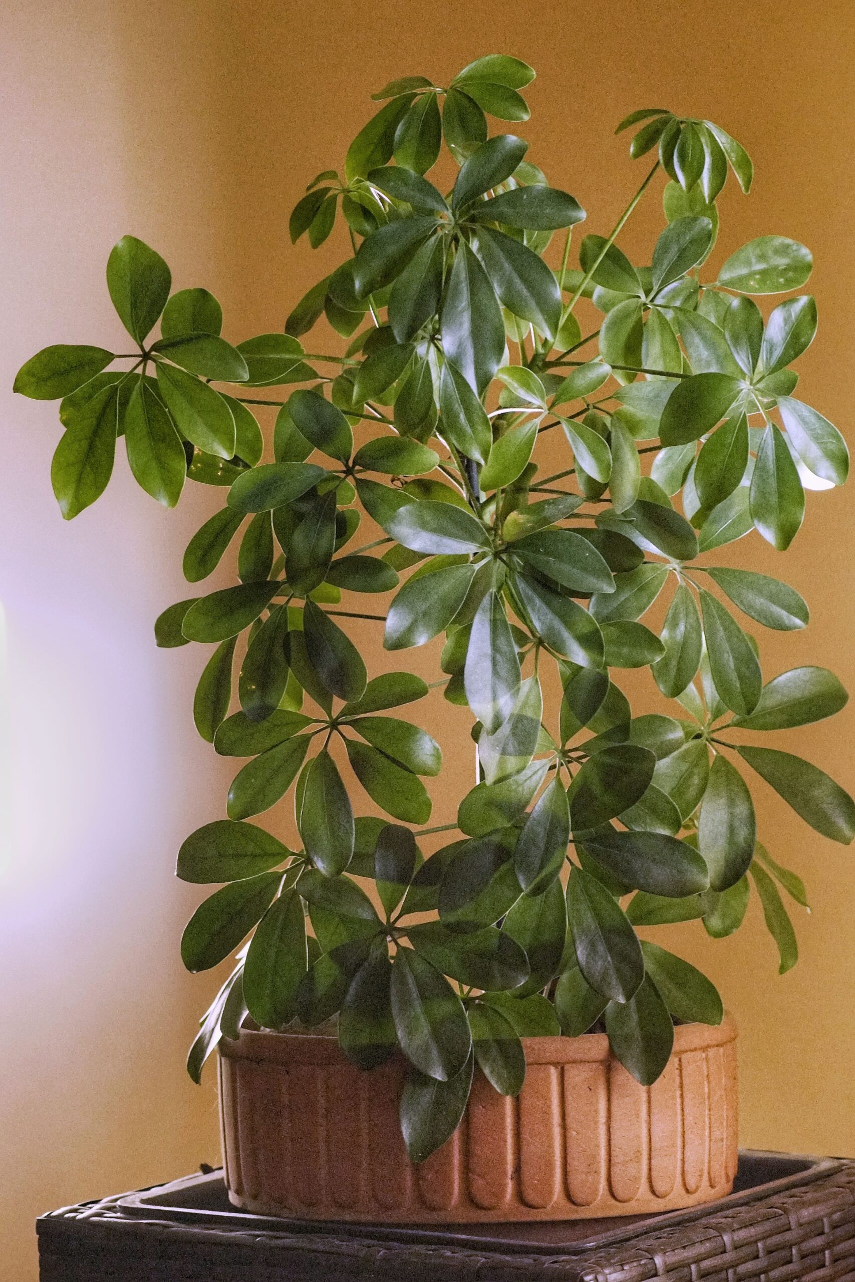 SCHEFFLERA (UMBRELLA PLANT)